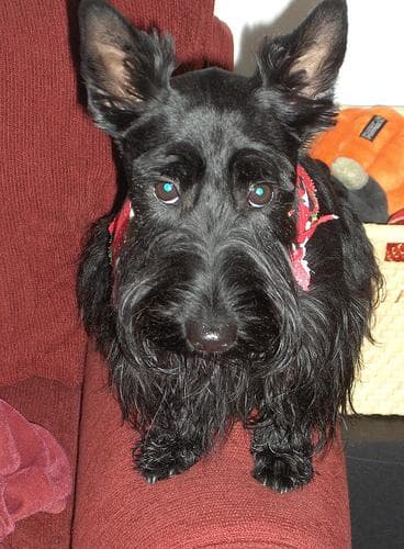 Scottish Terrier