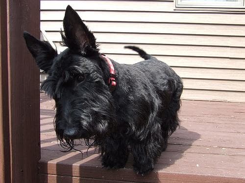 Scottish Terrier