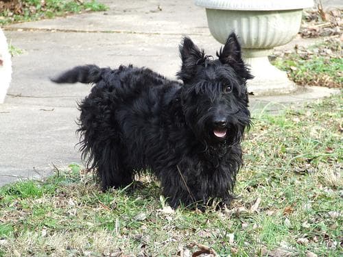 Scottish Terrier