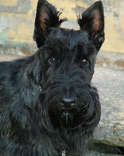 Scottish Terrier