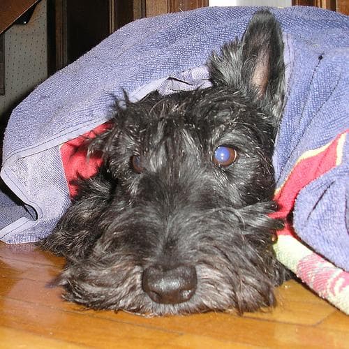 Scottish Terrier