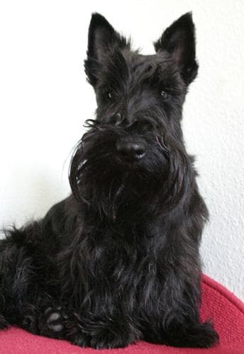 Scottish Terrier