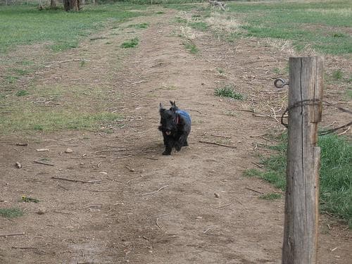 Scottish Terrier