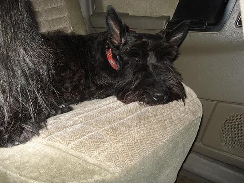 Scottish Terrier