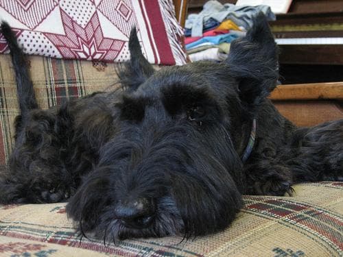 Scottish Terrier