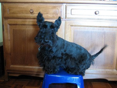 Scottish Terrier