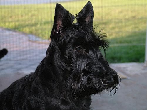 Scottish Terrier