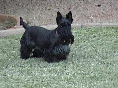 Scottish Terrier