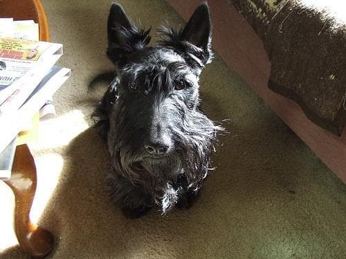 Scottish Terrier