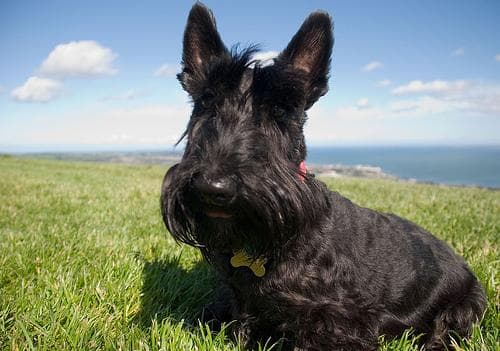 Scottish Terrier