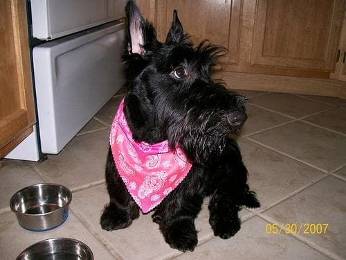 Scottish Terrier
