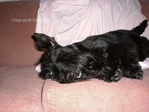 Scottish Terrier