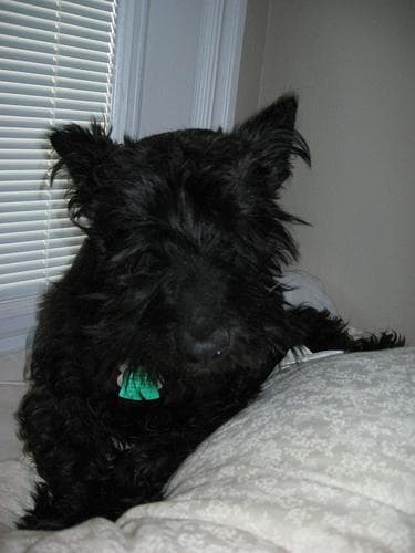 Scottish Terrier