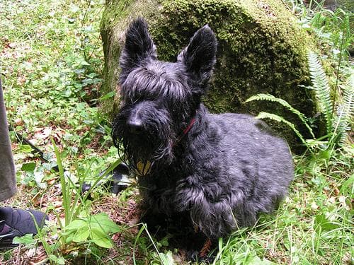 Scottish Terrier