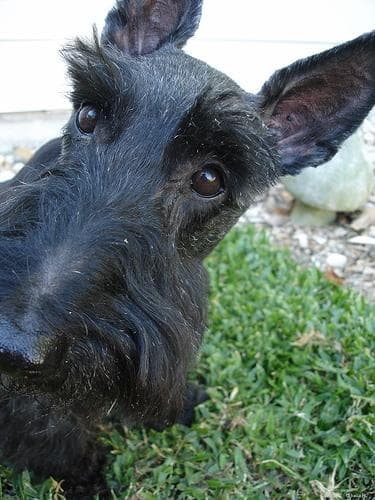 Scottish Terrier