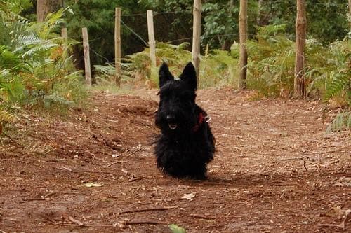 Scottish Terrier