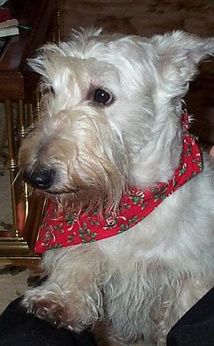 Scottish Terrier