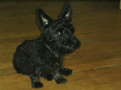 Scottish Terrier