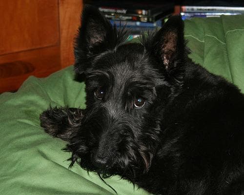 Scottish Terrier