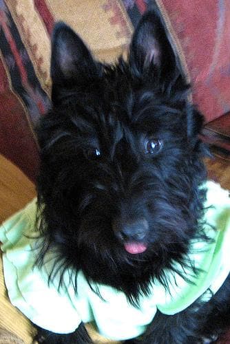 Scottish Terrier