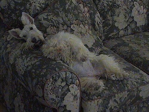 Scottish Terrier