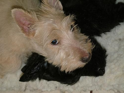 Scottish Terrier