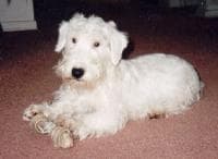 Sealyham Terrier