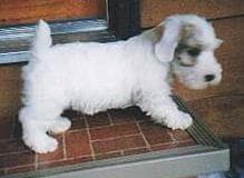 Sealyham Terrier