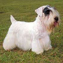 Sealyham Terrier