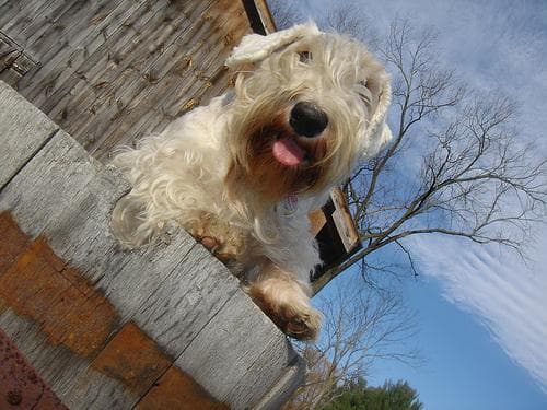 Sealyham Terrier