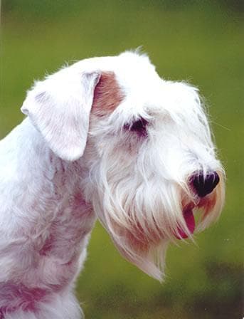 Sealyham Terrier