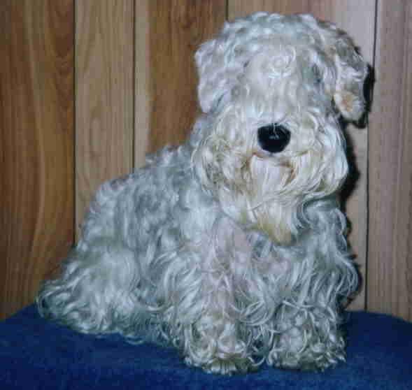 Sealyham Terrier