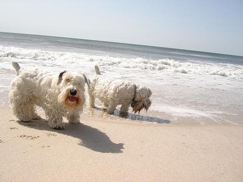 Sealyham Terrier