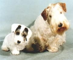 Sealyham Terrier