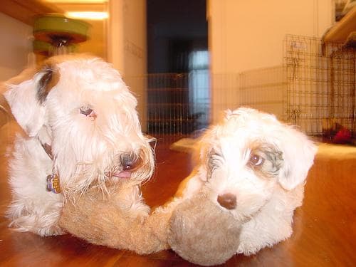Sealyham Terrier