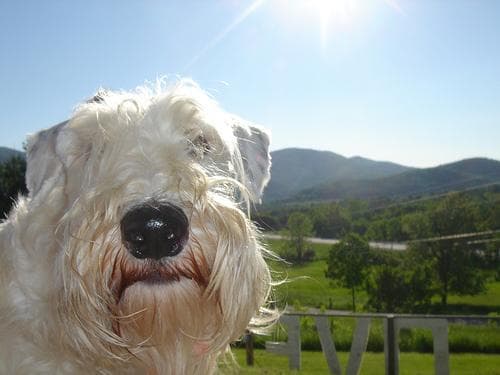 Sealyham Terrier
