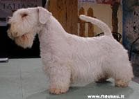 Sealyham Terrier