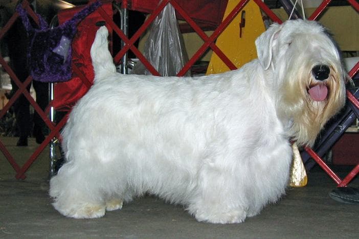 Sealyham Terrier