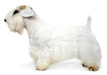 Sealyham Terrier
