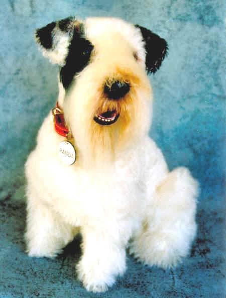 Sealyham Terrier