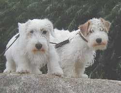 Sealyham Terrier