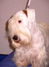 Sealyham Terrier