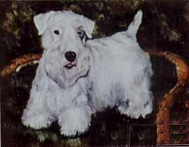 Sealyham Terrier