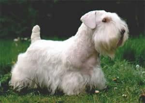 Sealyham Terrier