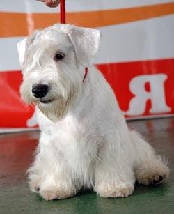 Sealyham Terrier