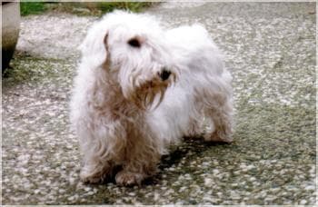 Sealyham Terrier