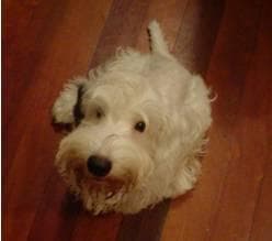 Sealyham Terrier