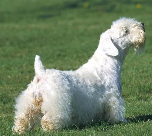 terrier