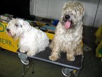 Sealyham Terrier