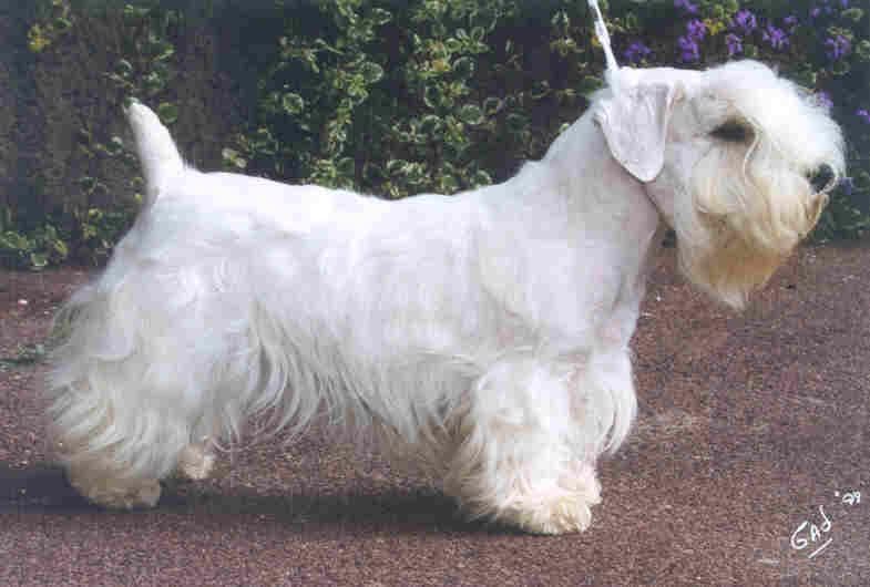 Sealyham Terrier